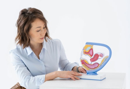 a woman sitting at a table with a model of a stomach